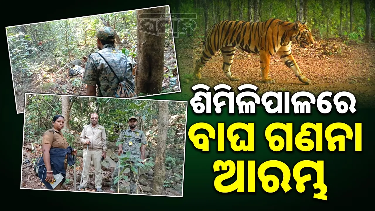  tiger estimation starts Photograph: (sambad.in) 