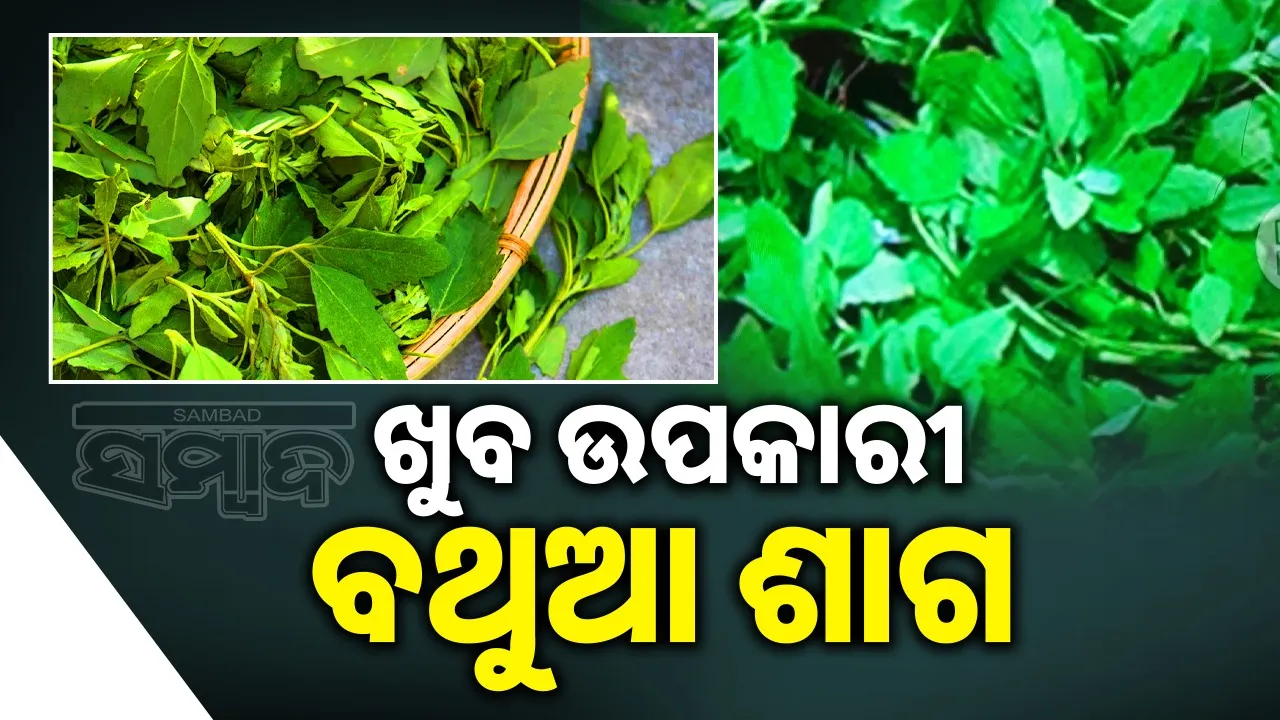  bathua good for constipation Photograph: (@sambad.in) 