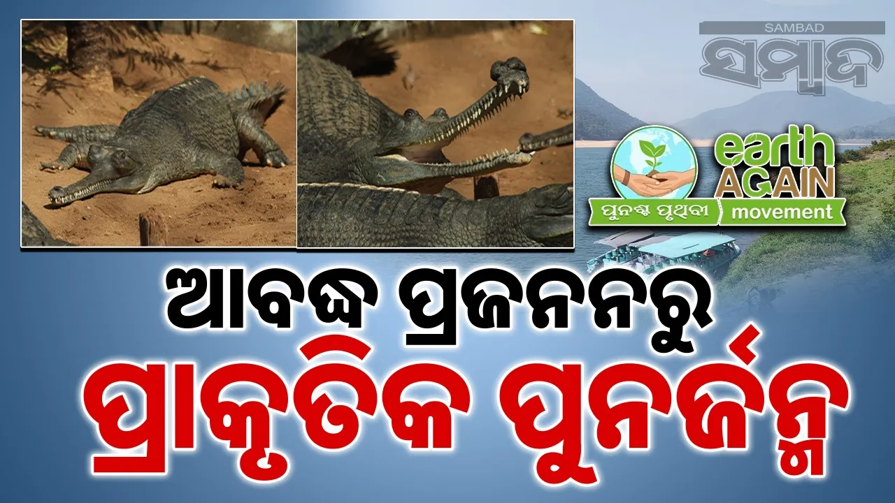  Gharial Breeding Photograph: (sambad.in) 