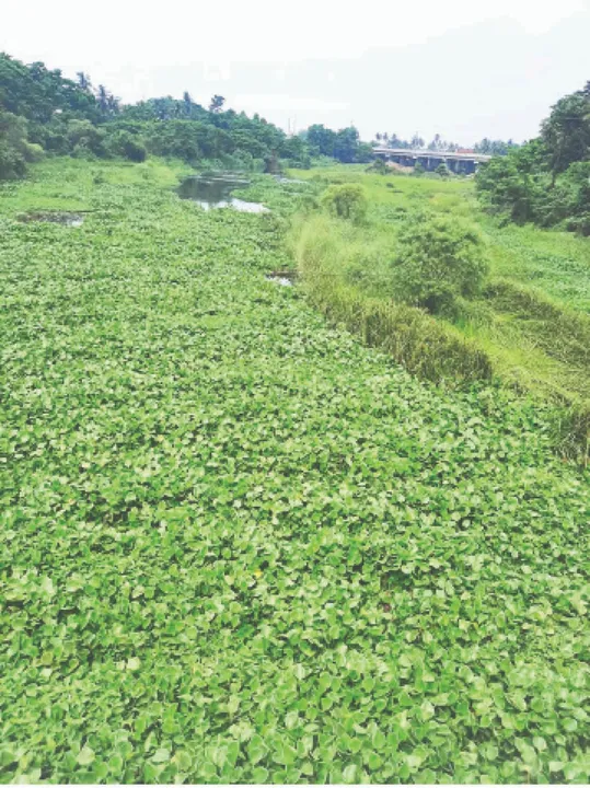  Drying Salandi: ନଦୀ ସଂସ୍କାର ଯୋଜନା ବାଟବଣା ଶୁଖିଯାଉଛି ସାଳନ୍ଦୀ