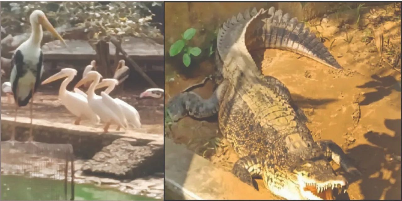  Winter is coming to Nandankanan: ଶୀତ ଆଗମନେ ନନ୍ଦନକାନନ: ଜୀବଜନ୍ତୁ ଖୁଆଡ଼ରେ ପଡ଼ିଲା ନଡ଼ା, ଲାଗିଲା ବଲ୍‌ବ