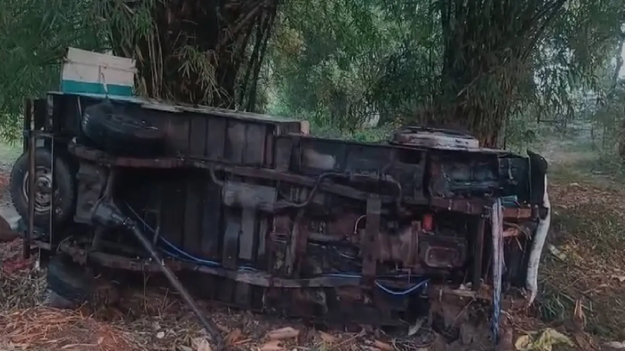  12 cows killed as pickup van carrying cattle overturns Photograph: (sambad.in) 