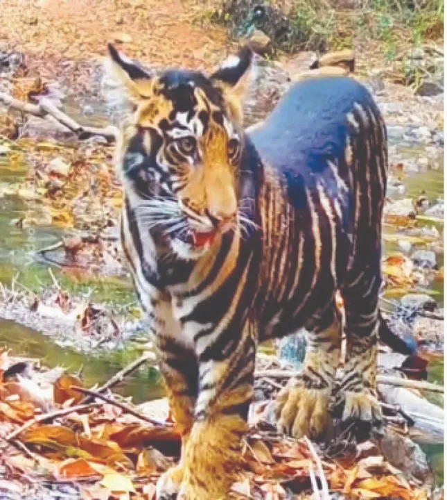  Pride of Shimilipa: ଶିମିଳିପାଳର ଗର୍ବ ‘କାଳିଆ’