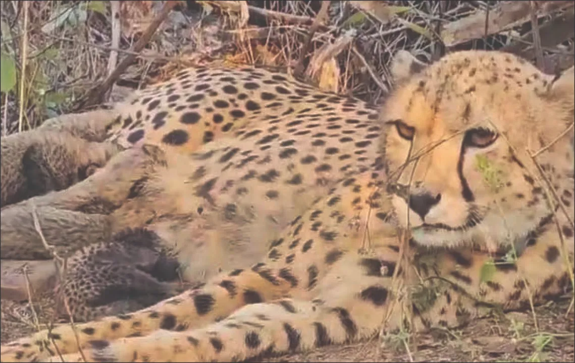 Cheetah Mukhi: କୁନୋରେ ପାଞ୍ଚ ଶାବକଙ୍କୁ ଜନ୍ମଦେଲା ଚିତା ମୁଖୀ