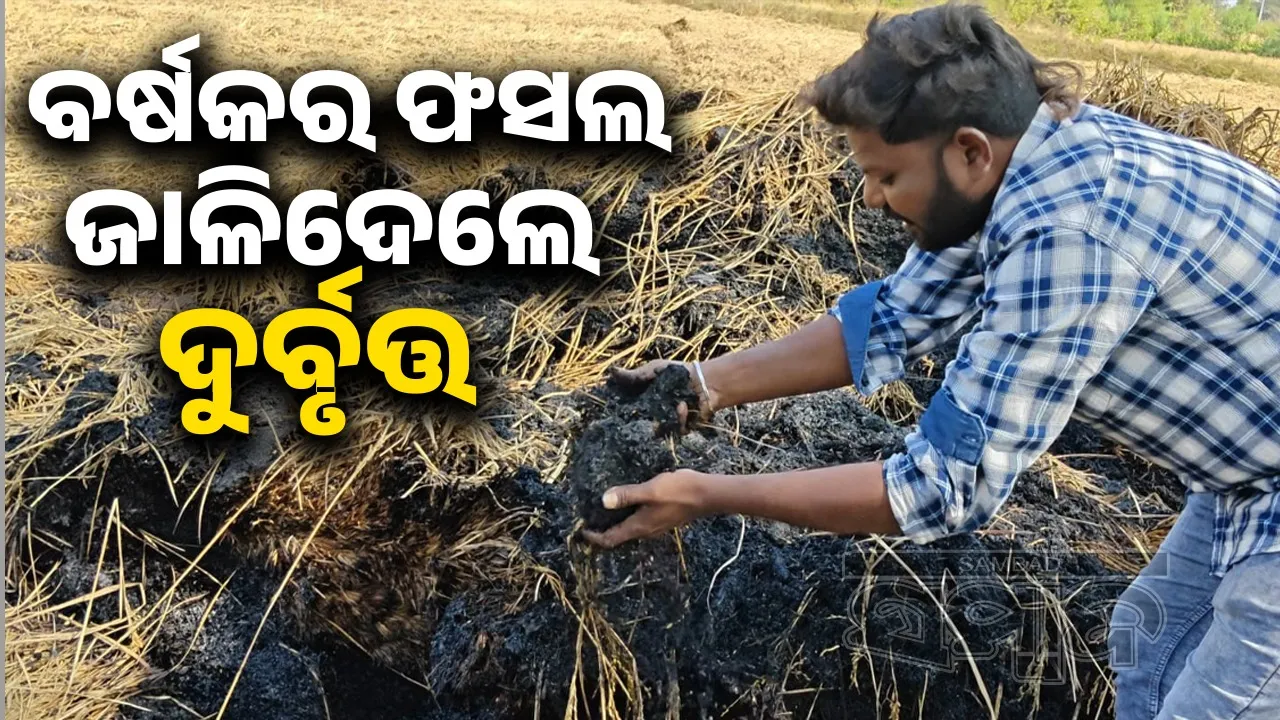  Paddy catches fire in Tusura of Balangir. Photograph: (sambad.in) 