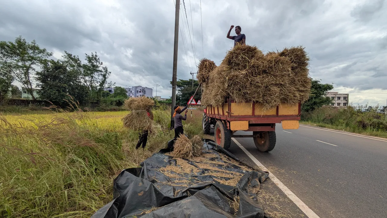  Nabarangpur farmers busy in paddy harvesting. Photograph: (sambad.in) 