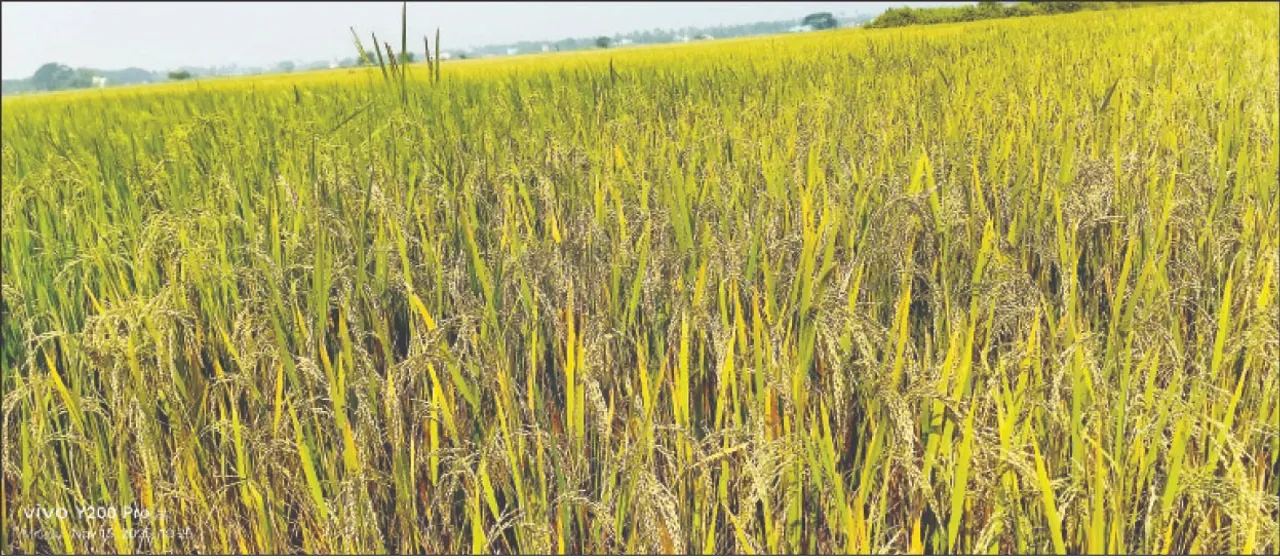  Ripe rice: ପାଚିଲା ଧାନକୁ ବାତ୍ୟା ଭୟ