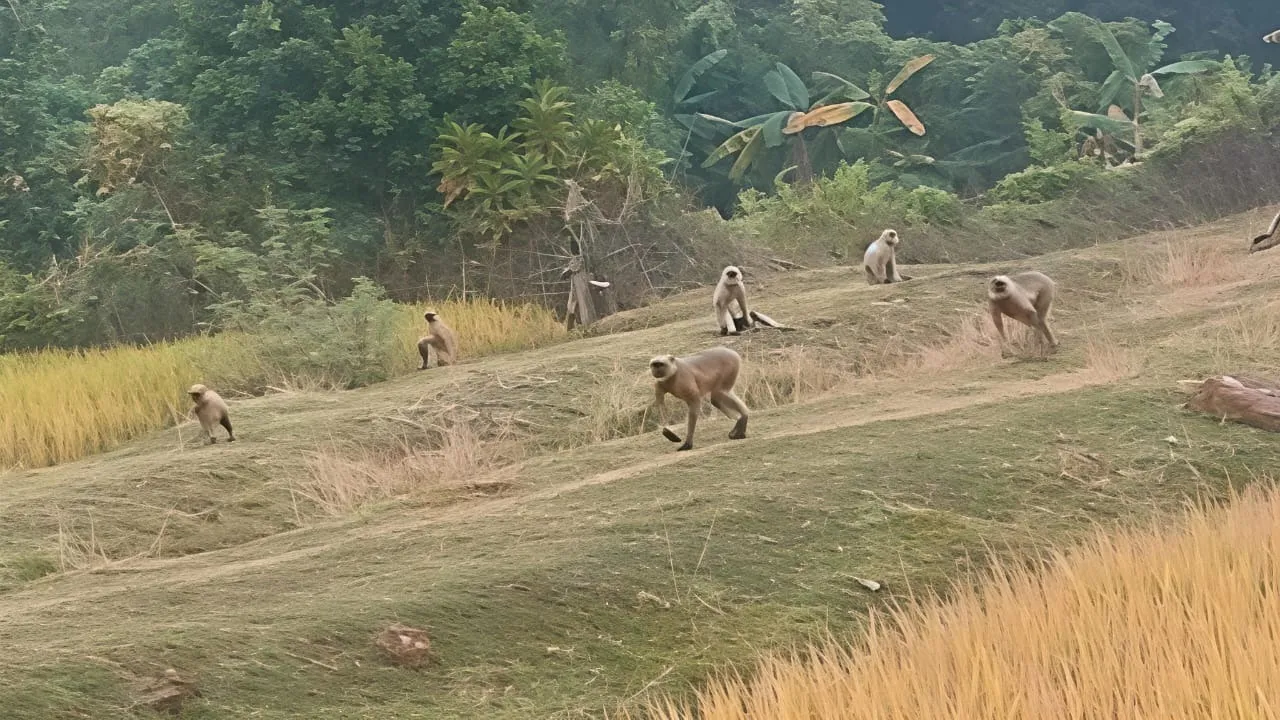  Monkeys damage crop in Mayurbhanj district. Photograph: (sambad.in) 