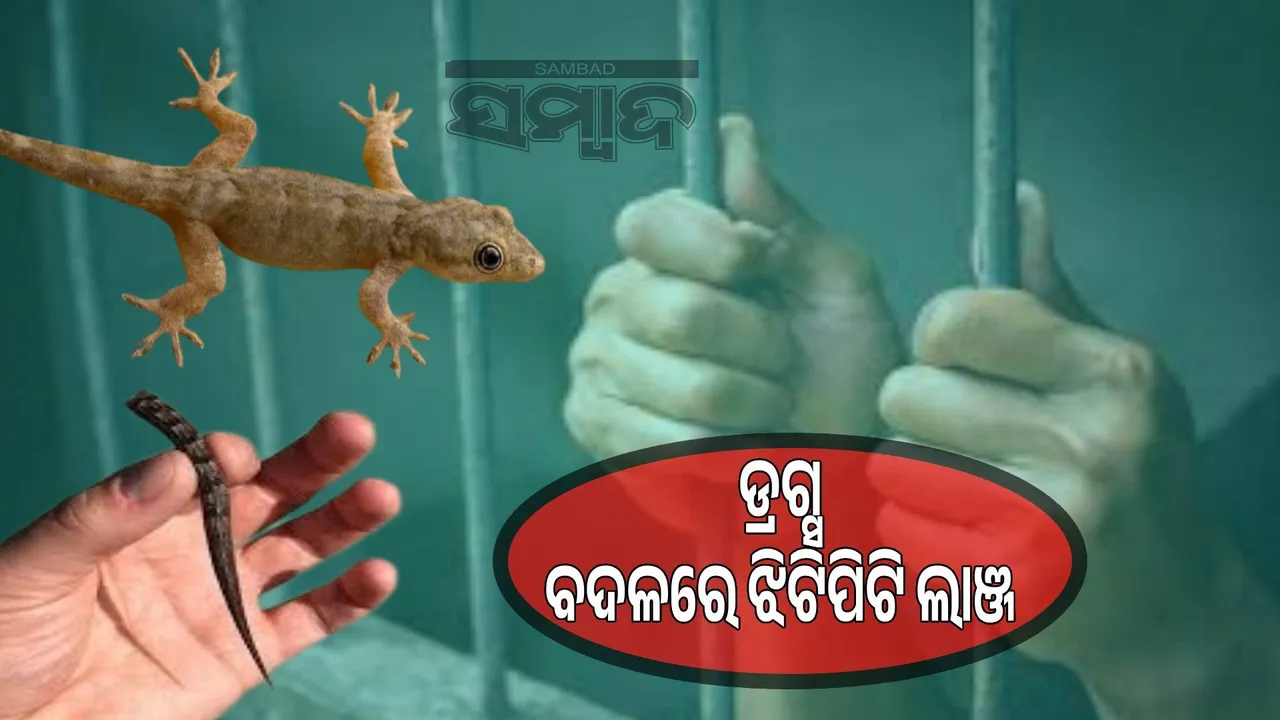  Prisoner eats rat tail instead of drugs in jail Photograph: (sambad.in) 