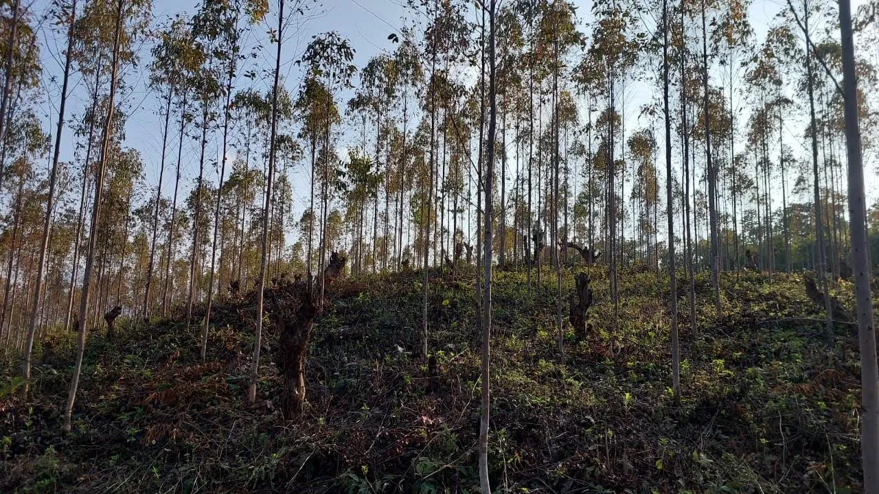  Eucalyptus Cultivation  on Govt Land at rayagada Photograph: (sambad.in) 