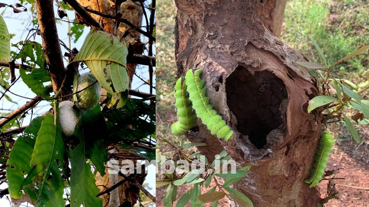  IUCN recognition, international nature conservation approval. Photograph: (sambad.in) 