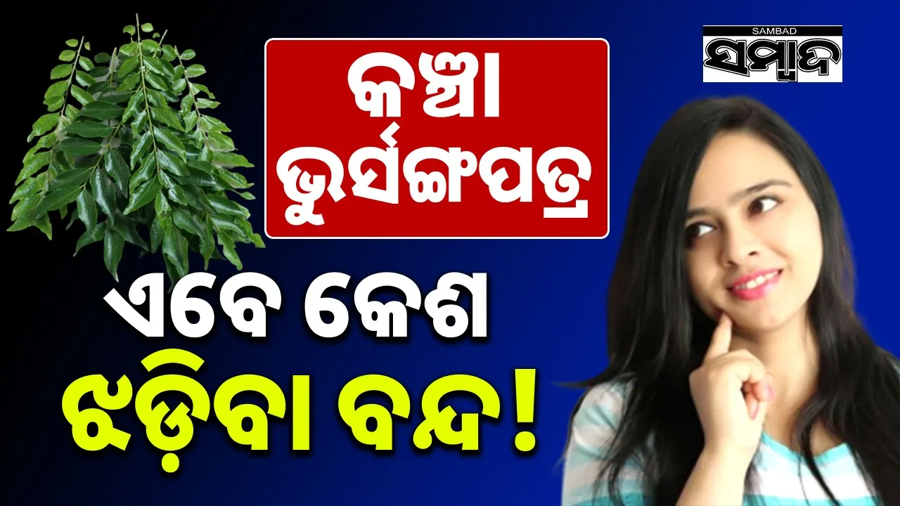  Chew Raw Curry Leaves, Hair Fall Will Stop!: କଞ୍ଚା ଭୁର୍ସଙ୍ଗ ପତ୍ର ଚୋବାନ୍ତୁ, କେଶ ଝଡ଼ିବା ବନ୍ଦ ହେବ!