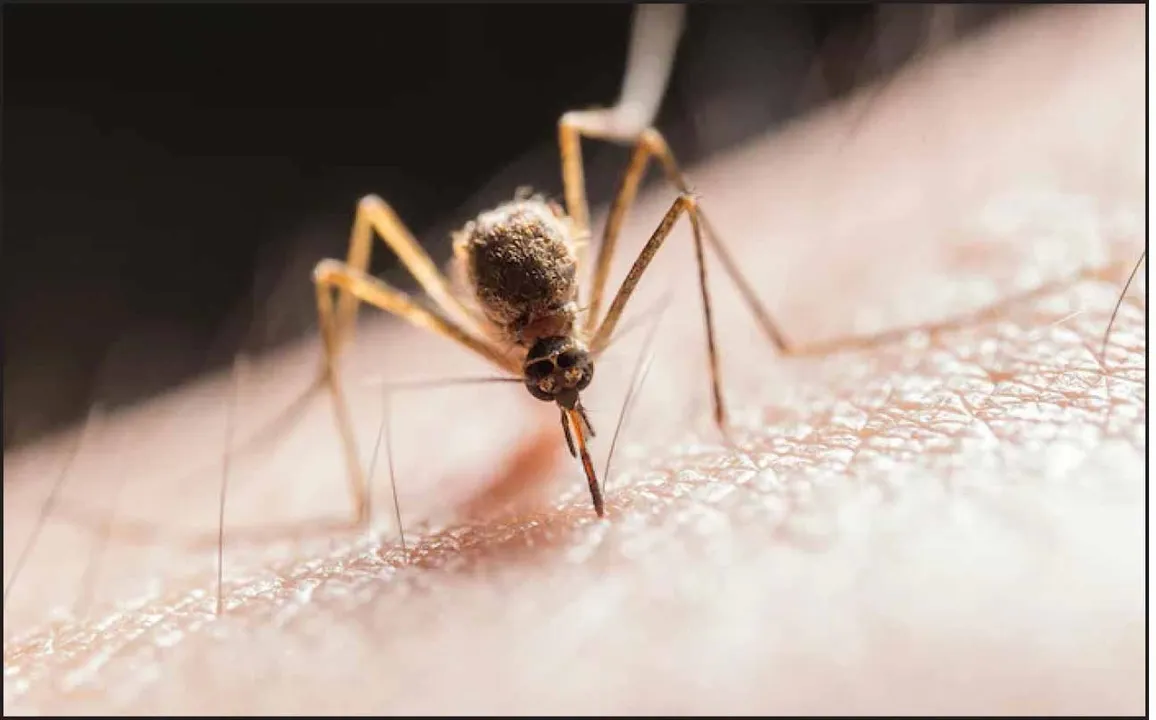  IIT Delhi: ମଶା ନିବାରକ ଡିଟରଜେଣ୍ଟ ବିକାଶ କଲା ଆଇଆଇଟି ଦିଲ୍ଲୀ