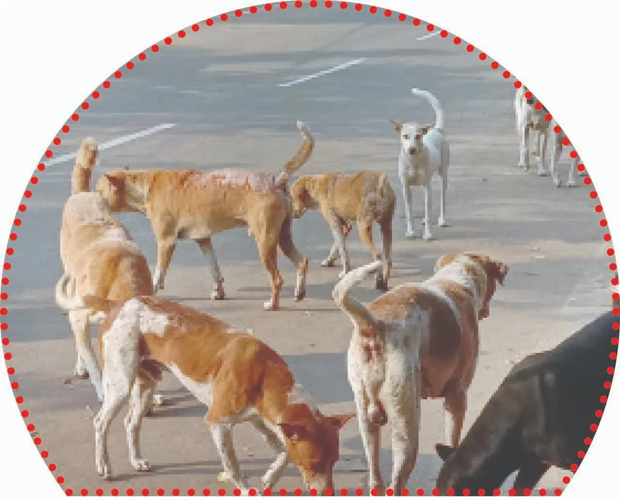  Stray dog: ବୁଲା କୁକୁରଙ୍କୁ ନେଇ ଚିନ୍ତା ବଢ଼ୁଛି, ତଥାପି ନିଦ ଭାଙ୍ଗୁନି