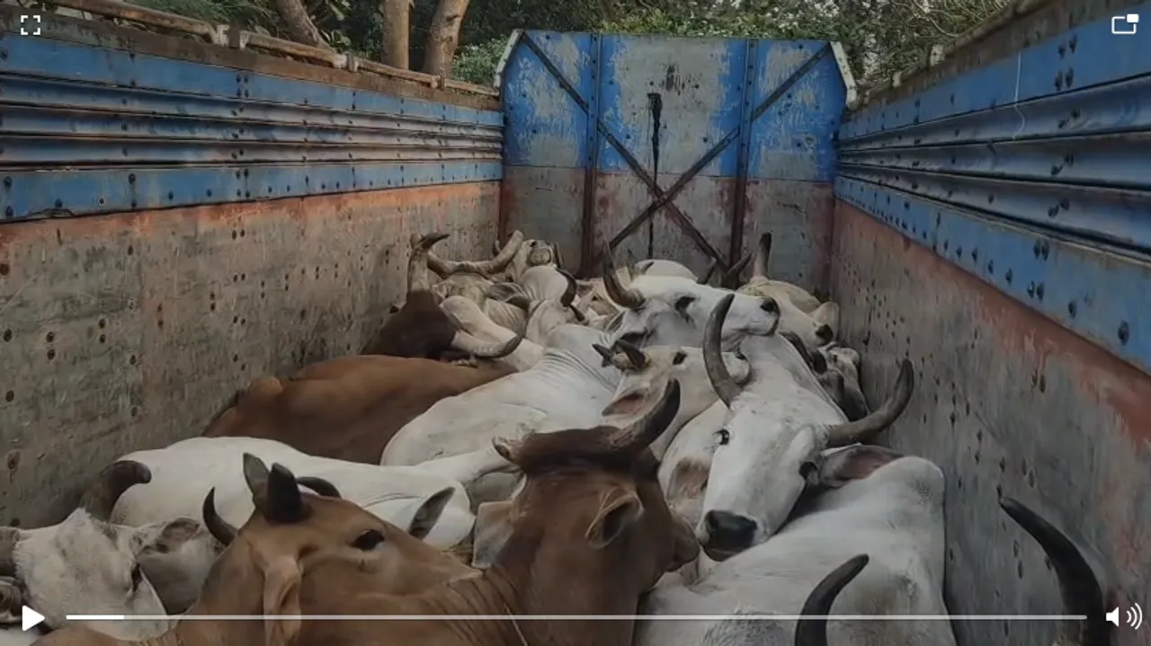  cow smuggling truck accident at dhenkanal Photograph: (sambad.in) 