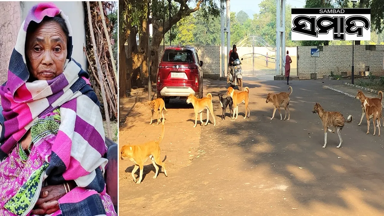  Dog bite in Sukinda area of Jajpur district. Photograph: (sambad.in) 