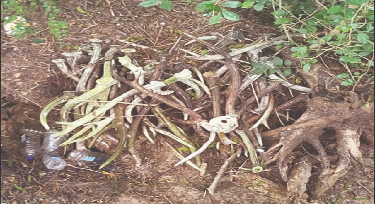  Bhitarkanika: ଭିତରକନିକାରୁ ମିଳିଲା ୫୦ ହରିଣ ଶିଙ୍ଗ: ବେଧଡ଼କ ଶିକାର ଆଶଙ୍କା