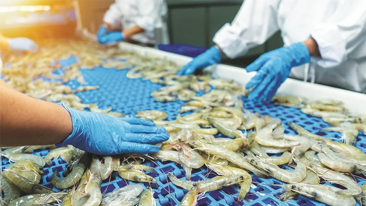  Photograph: (Shrimp exports to America: ଖୋଜା ଚାଲିଛି ବିକଳ୍ପ ବଜାର: ଆମେରିକାକୁ ଚିଙ୍ଗୁଡ଼ି ରପ୍ତାନି ବ୍ୟାହତ) 