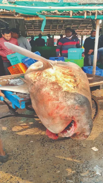  Sharks in danger: ବିପଦରେ ସାର୍କ, ଦିନକରେ ୨ ମୃତଦେହ ଉଦ୍ଧାର