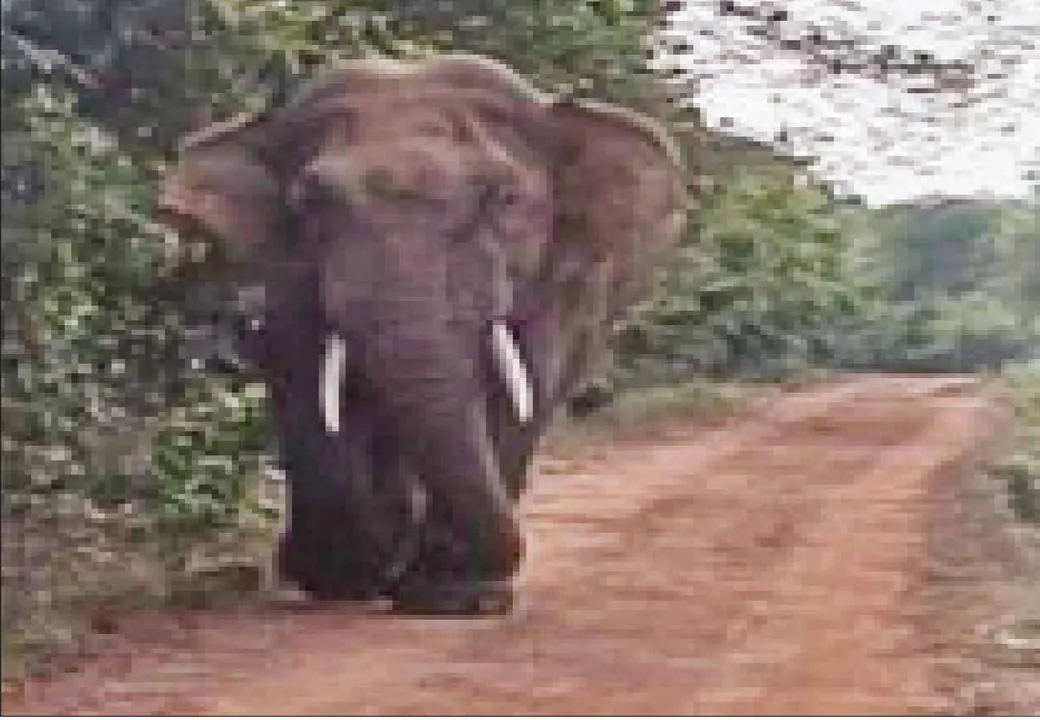  Ramu skeleton: ୮ରେ ବାହାରିବ ରାମୁ କଙ୍କାଳ