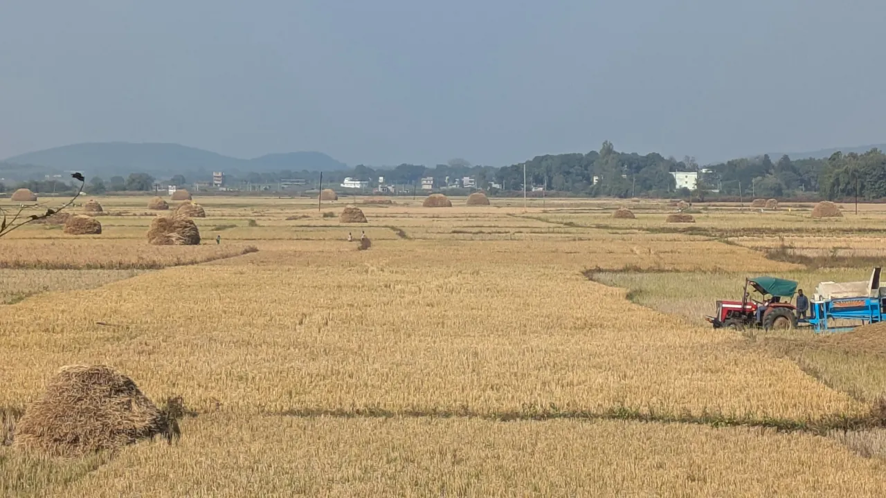  Paddy Photograph: (sambad.in) 