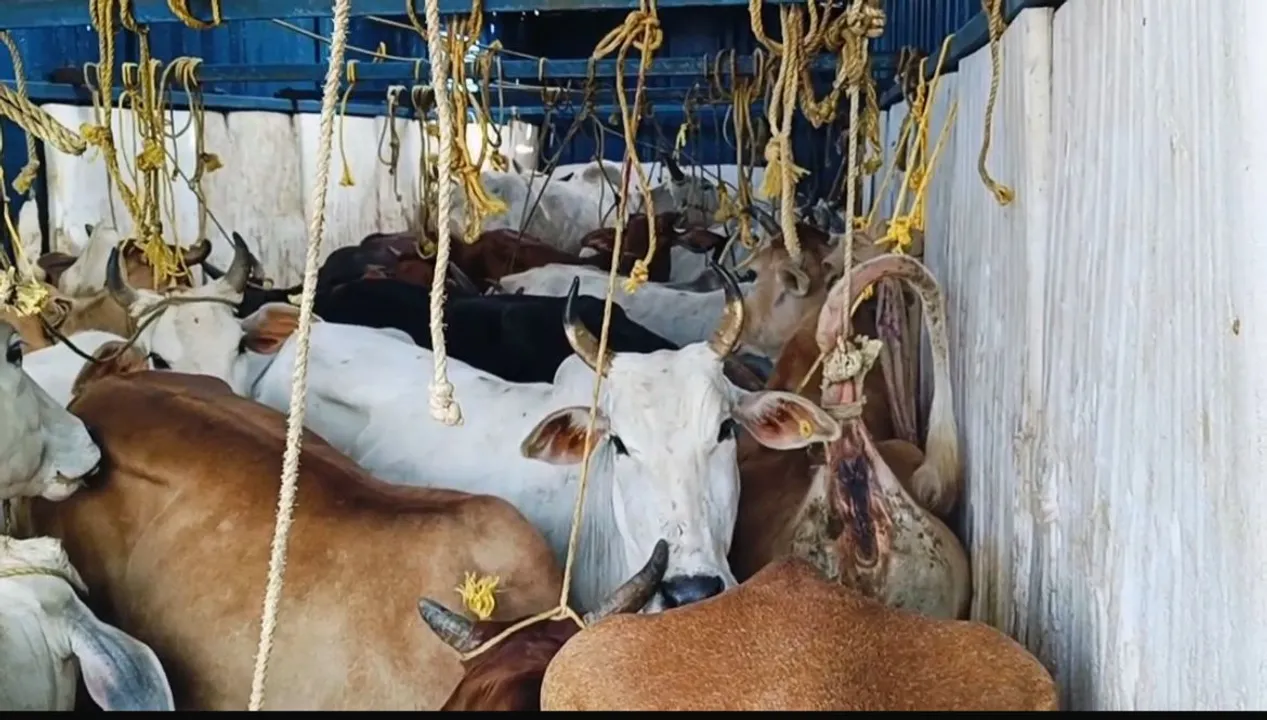  Container Seized, 2 deained &  Cows Rescued at nilagiri Photograph: (sambad.in) 