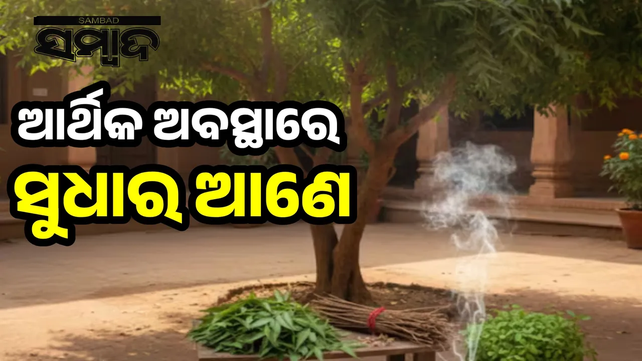  Neem tree brings good luck to the house: removes lack of wealth Photograph: (sambad.in) 