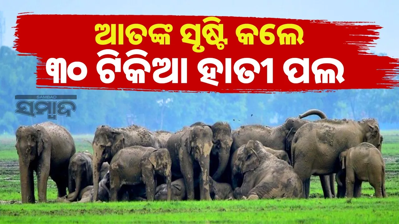  A herd of 30 elephants destroyed crops and vegetable farms Photograph: (sambad.in) 