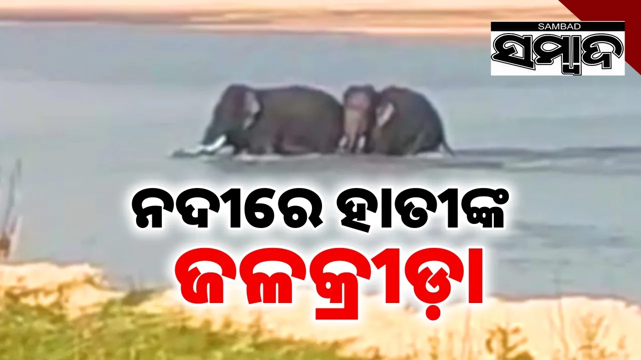  elephants play in brahmani river Photograph: (sambad.in) 