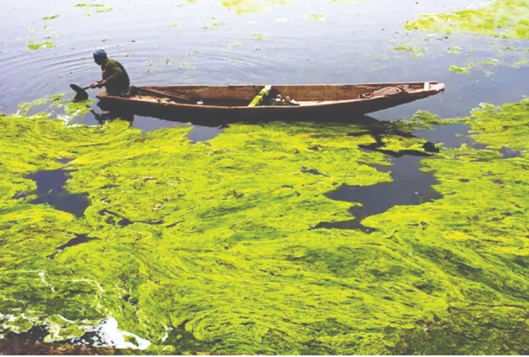  Poisoning the water: ଜଳକୁ ବିଷାକ୍ତ କରୁଛି ଶୈବାଳ ବିସ୍ଫୋରଣ