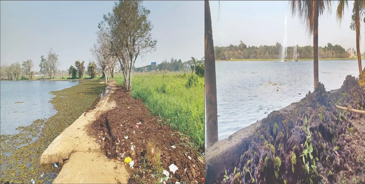  Kanjia Lake is crying: କାନ୍ଦୁଛି କାଞ୍ଜିଆ ହ୍ରଦ: ମିଳୁନି ମାଛ, କଇଁଛ