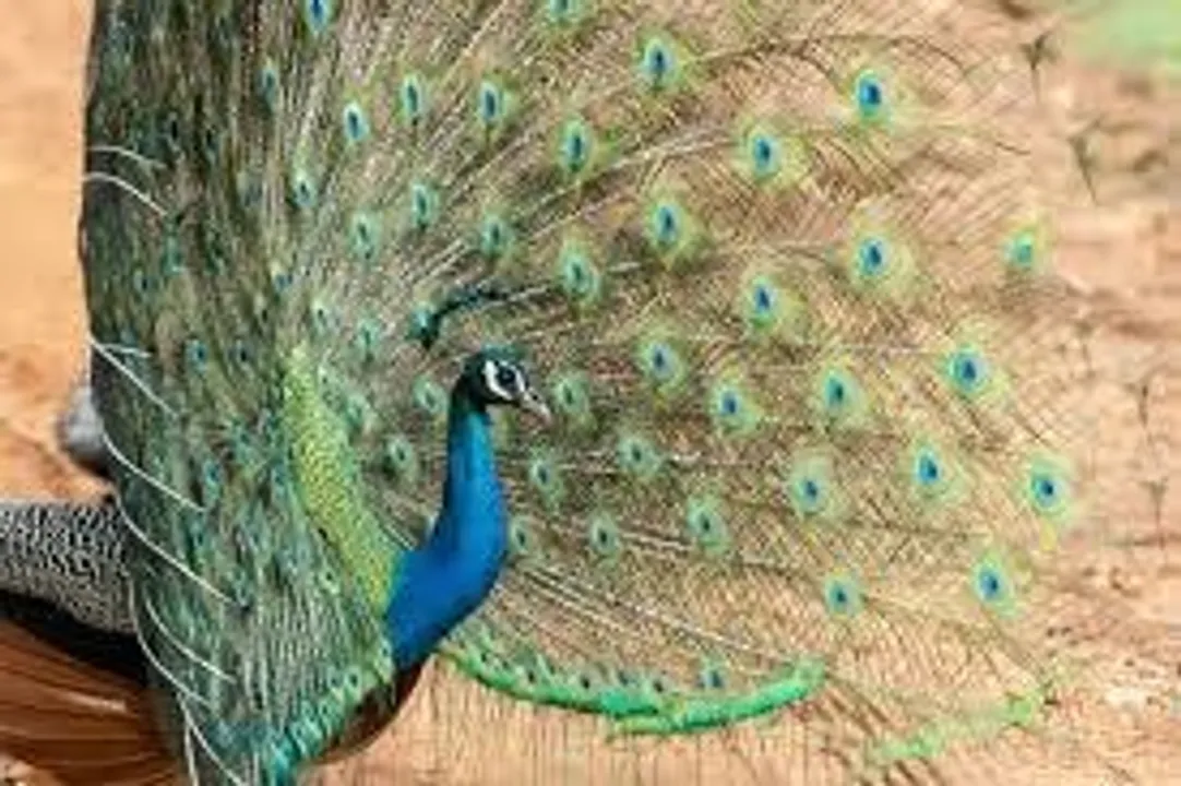  peacock-start-dancing Photograph: (@SAMBAD.IN) 