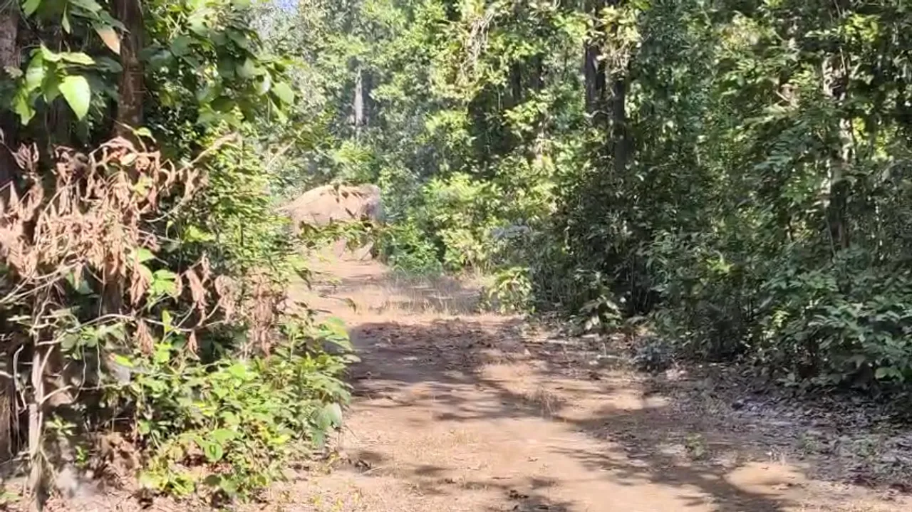  old man dies by attack of elephant Photograph: (sambad.in) 