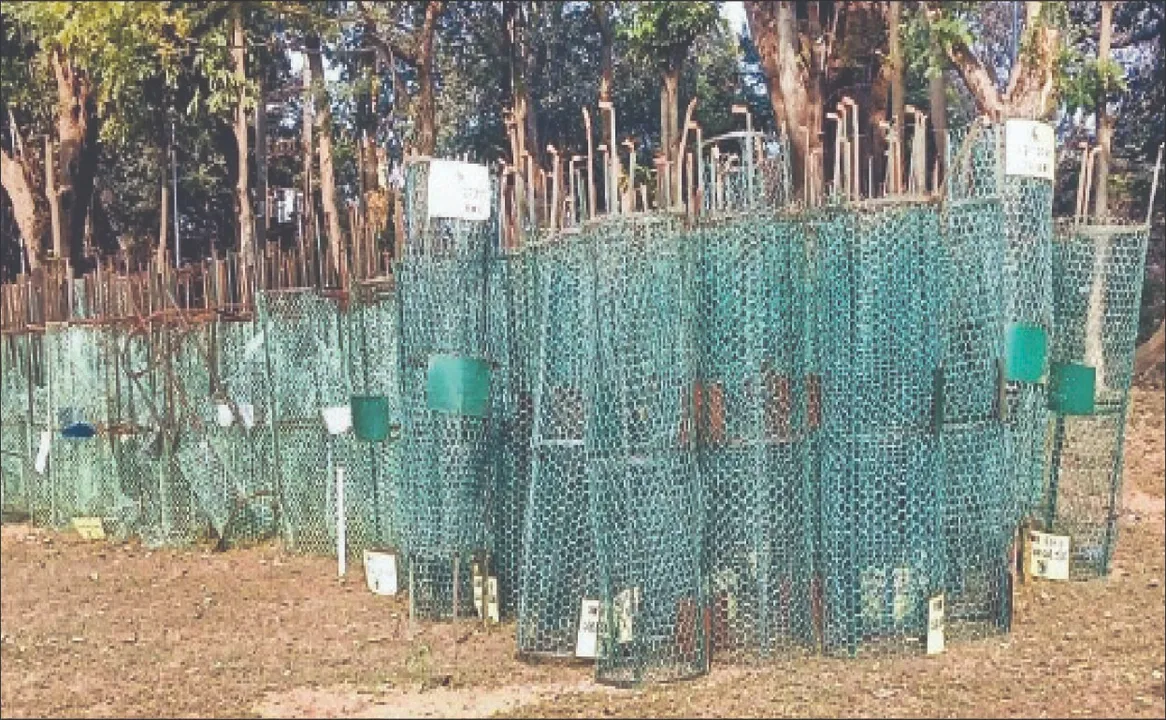  Smell of corruption: ଗଛ ବାଡ଼ା କିଣାରେ ଦୁର୍ନୀତିର ଗନ୍ଧ: କିଣିଦେଲେ, ଏବେ ଏଣେତେଣେ ଫିଙ୍ଗିଛନ୍ତି