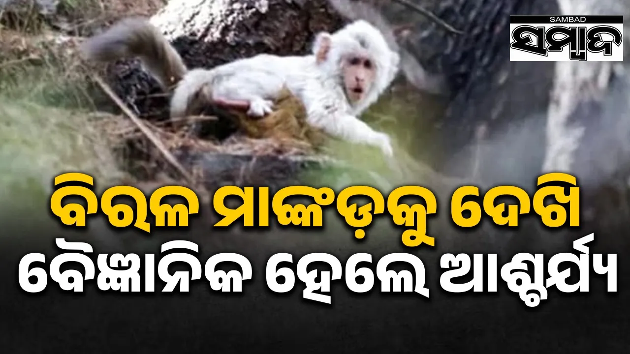  white-monkey-spotted-in-himachal-pradesh Photograph: (@sambad.in) 