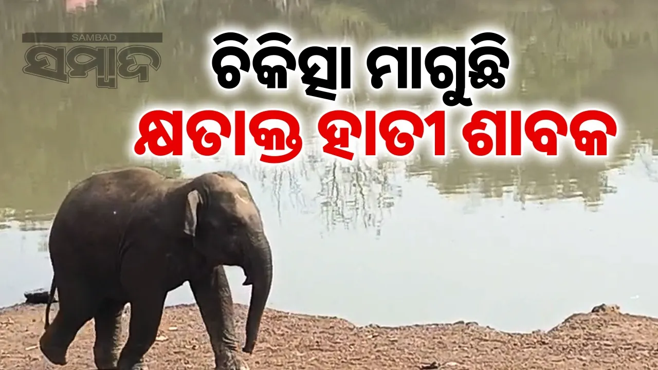  Elephant calf injured. Photograph: (smabad.in) 