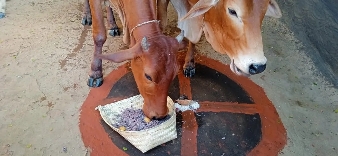  Diwali in Jharigaon of Nabarangpur district. Photograph: (sambad.in) 