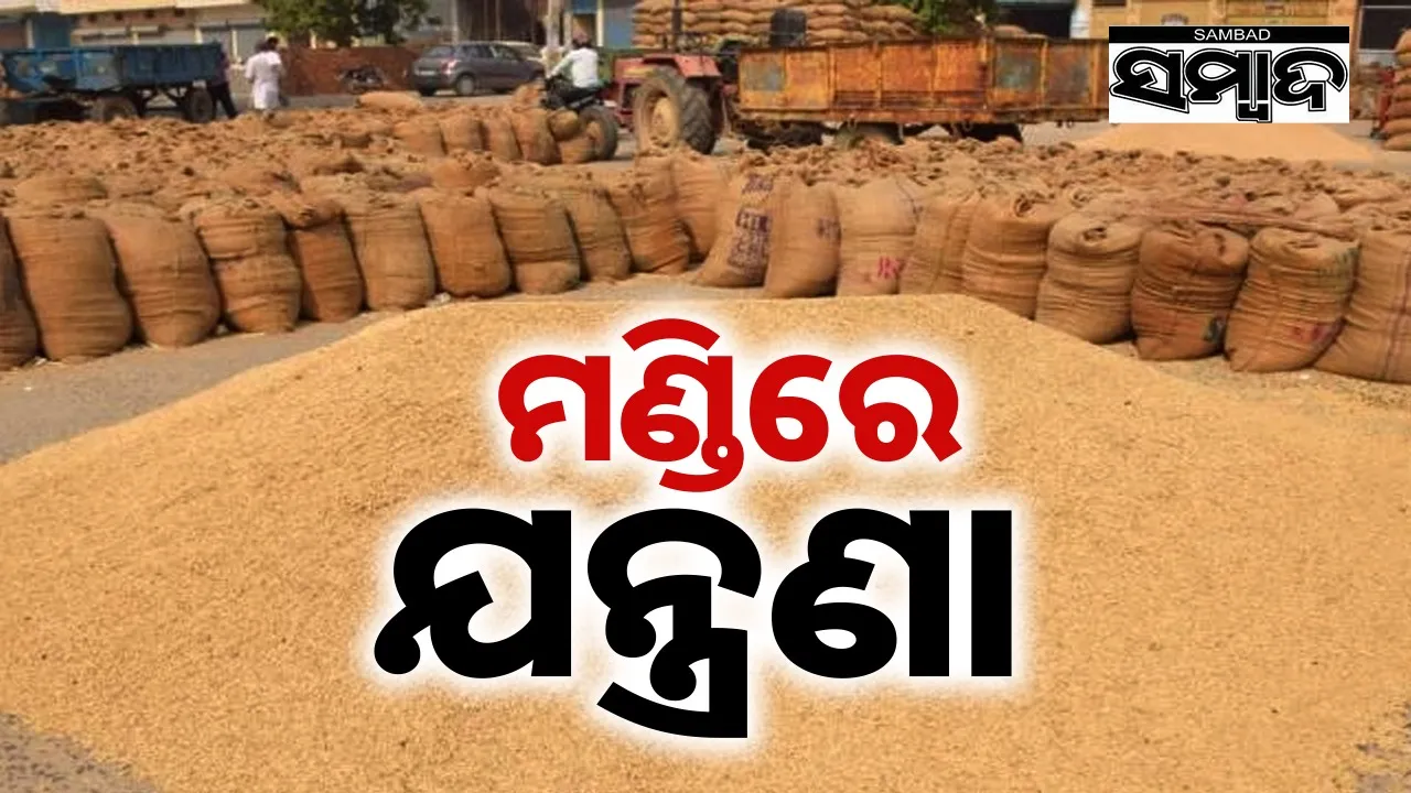  Paddy mandi in Balangir. Photograph: (sambad.in) 