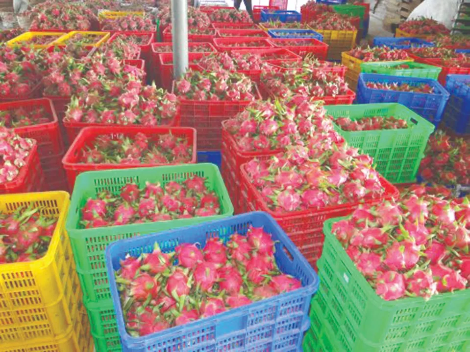  dragon fruits in rourkela Photograph: (Sambad.in) 