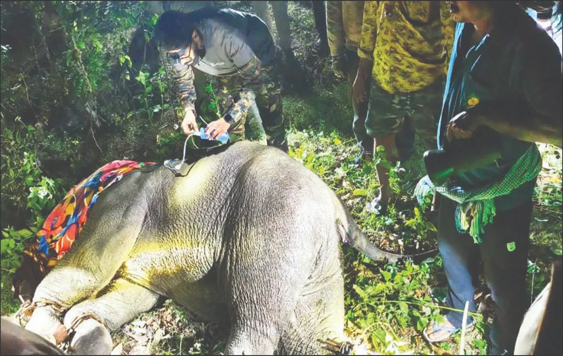  Mayurbhanj: ମୟୂରଭଞ୍ଜରେ କେରଳର ପୁନରାବୃତ୍ତି: ଖାଦ୍ୟ‌ରେ ବୋମା, ହାତୀ ମୁହଁରେ ଗଭୀର କ୍ଷତ!