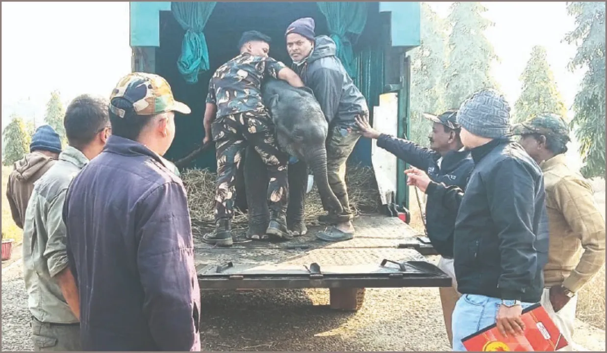  Elephant: ଅଛୁଆଁ ହୋଇଗଲା ହାତୀଛୁଆ: ମା’ ଗ୍ରହଣ କଲାନି, ନନ୍ଦନକାନନ ଗଲା