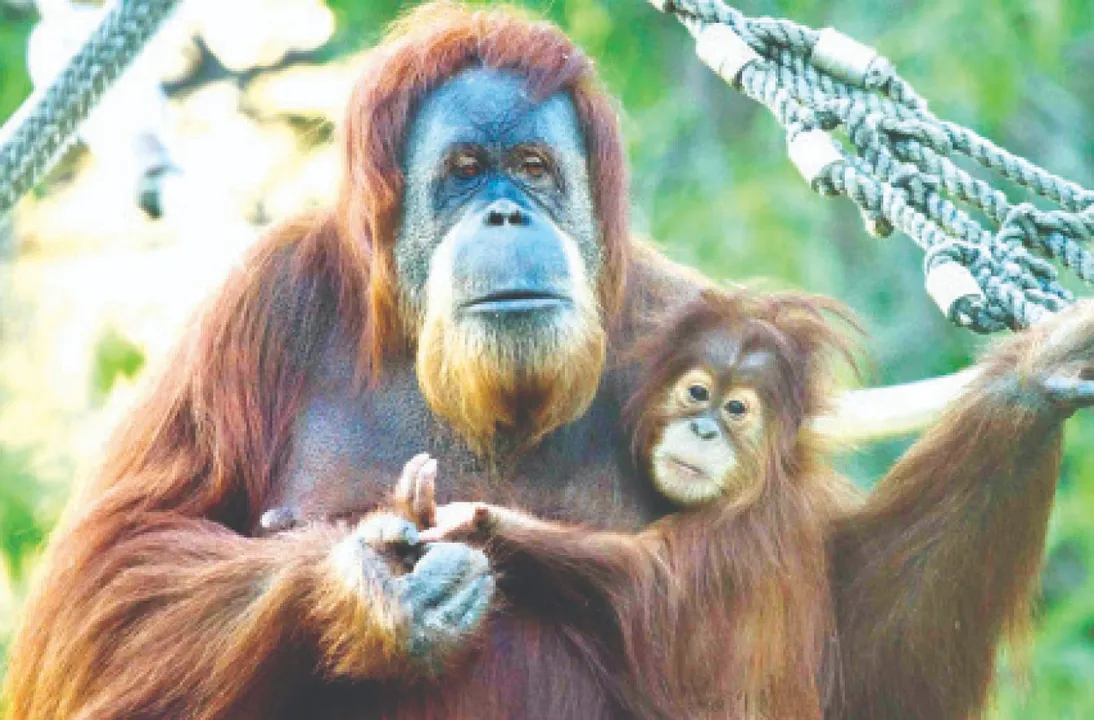  Orangutans: ବାତ୍ୟା ଯୋଗୁଁ ବିଲୁପ୍ତି ମୁହଁରେ ତପାନୁଲି ଓରାଙ୍ଗୁଟାନ!