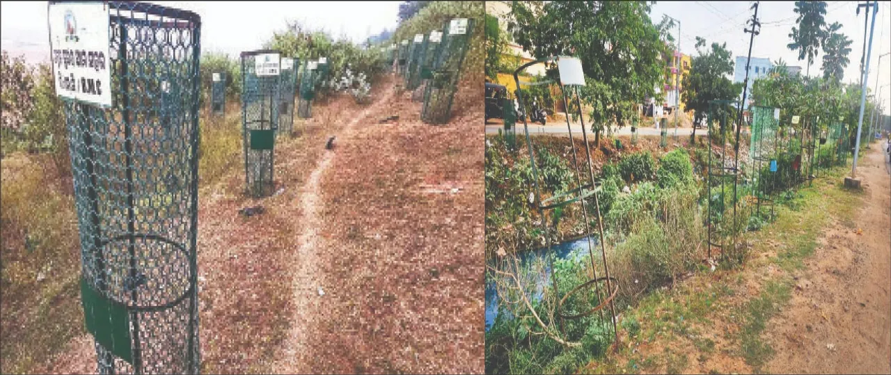  Tree plantation: ବୃକ୍ଷରୋପଣ ନାଁରେ ଚଳୁ କରିଦେଲେ: ବାଡ଼ା ଅଛି, ଗଛ ନାହିଁ