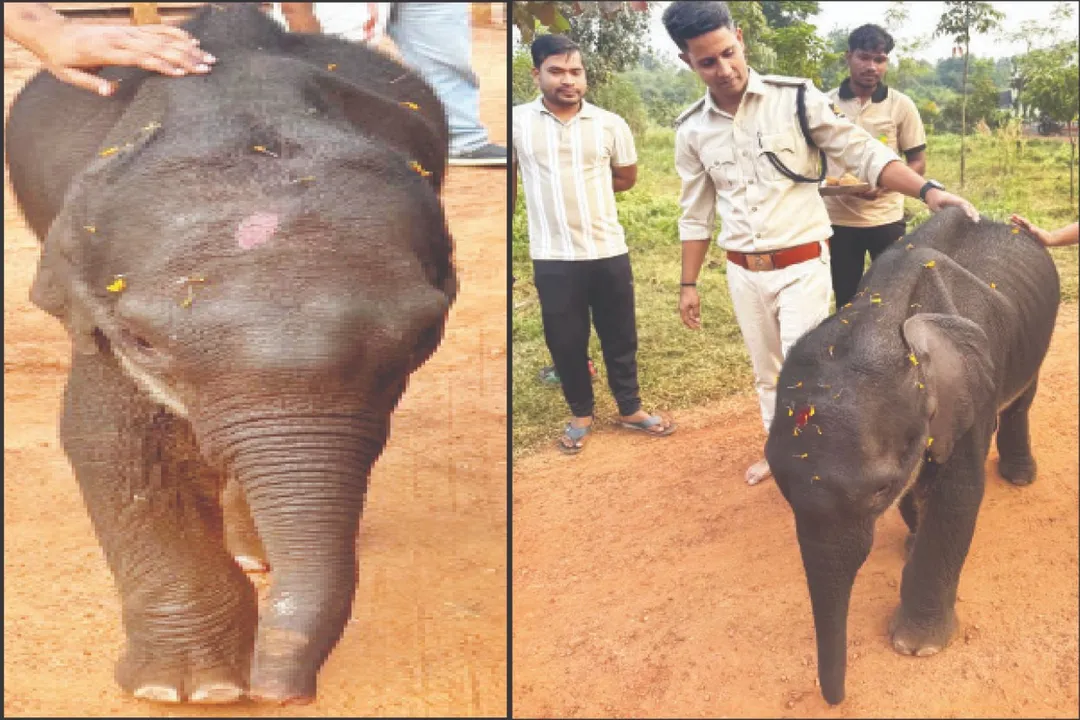  Shambhu: ଶମ୍ଭୁ ପାଠଶାଳାରେ ସବୁଠୁ ଗେହ୍ଲା: ପ୍ରାତଃଭ୍ରମଣ କରୁଛି ଲାକ୍ଟୋ‌େଜନ୍‌ ପିଉଛି