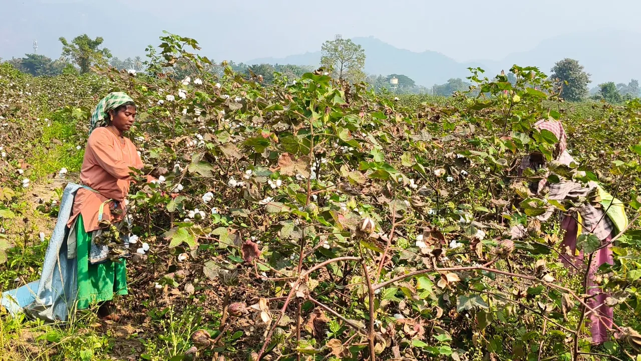  cotton farmers sell cotton to andhra businessmen Photograph: (sambad.in) 