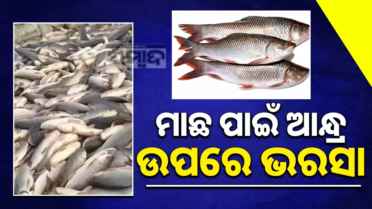  No incentives for fish farmers Photograph: (sambad.in) 