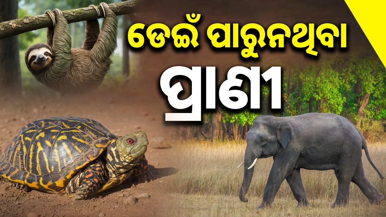  Photograph: (sambad.in) 