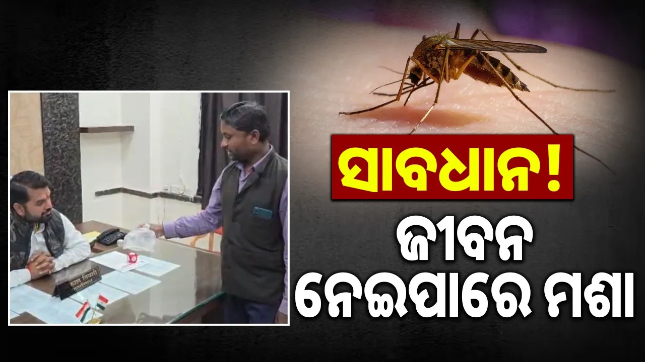  man wrapping dengue mosquito Photograph: (@ SAMBAD.IN) 