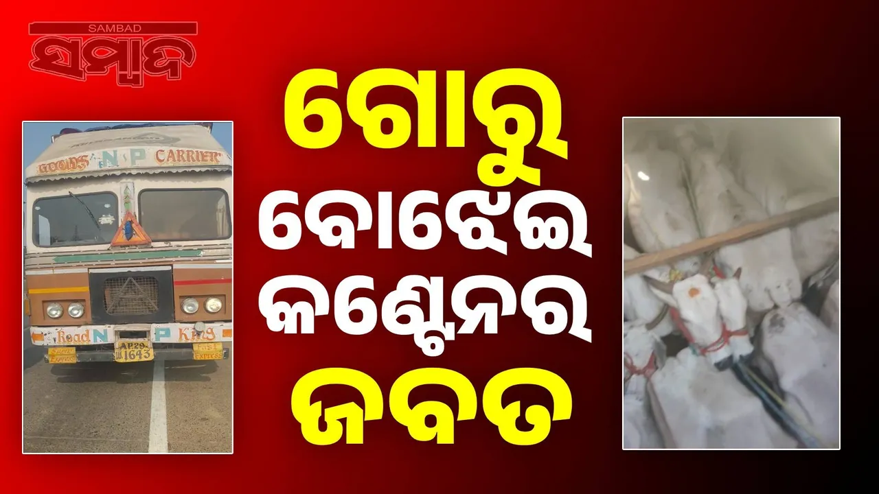  Container loaded with cattle seized Photograph: (sambad.in) 