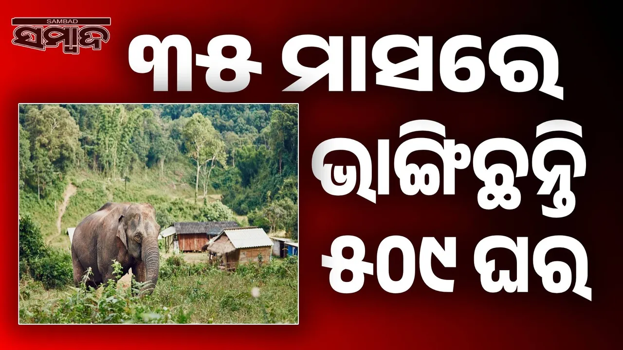  Elephant herds attack human settlements: 1053 villages affected, 1132 acres of crops destroyed Photograph: (sambad.in) 
